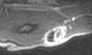 DCE-MRI in practice VX2 rabbit tumor model 23 days