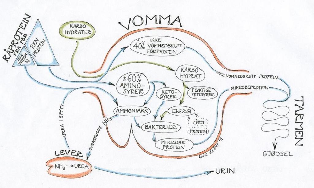 Proteinomsetning i vom Fôr