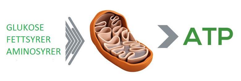 Micellen kommer vi tilbake til når vi skal ha om fordøyelsessystemet.) Membranproteiner.