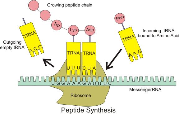 3) De kan inneholde proteiner på vei ut av cella fra Golgi-apparatet (ved eksocytose), endocytert materiale (cellerester fra omliggende døde celler, bakterier ++), lysosomale enzymer 4) Lysosomene 5)