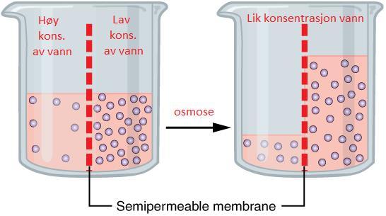 mrna forlater cellekjerna og binder seg til ribosom. Her festes én og én aminosyre sammen i riktig rekkefølge, bestemt av rekkefølgen på kodonene/triplettene på mrna (og dermed DNA).