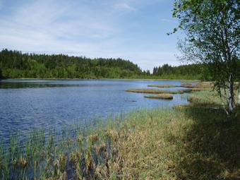 3.3 Gransjøen Fig.11. Gransjøen tidlig i juni 2007. Fra prøvefiske gjort i 2004 ble det tatt 13 abbor pr. nordisk oversiktsgarn. Tettheten av abbor, som antall abbor pr.