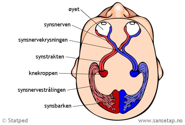 2.3.5 Kontrastsyn og lys Kontrastsyn dreier seg om evnen til å se lysforskjeller på omtrent like flater.