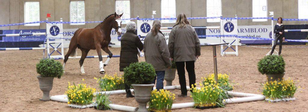 Kåringsnemda 2018 Leder: Sprangkonsulent: Cecilie Kilde Guri Haarr Magne Lilleeng Magnus Dyrendahl (SWE) Testrytter, sprang: Jennifer Fogh Pedersen (DEN) Testrytter, gangarter: Silje Bakken