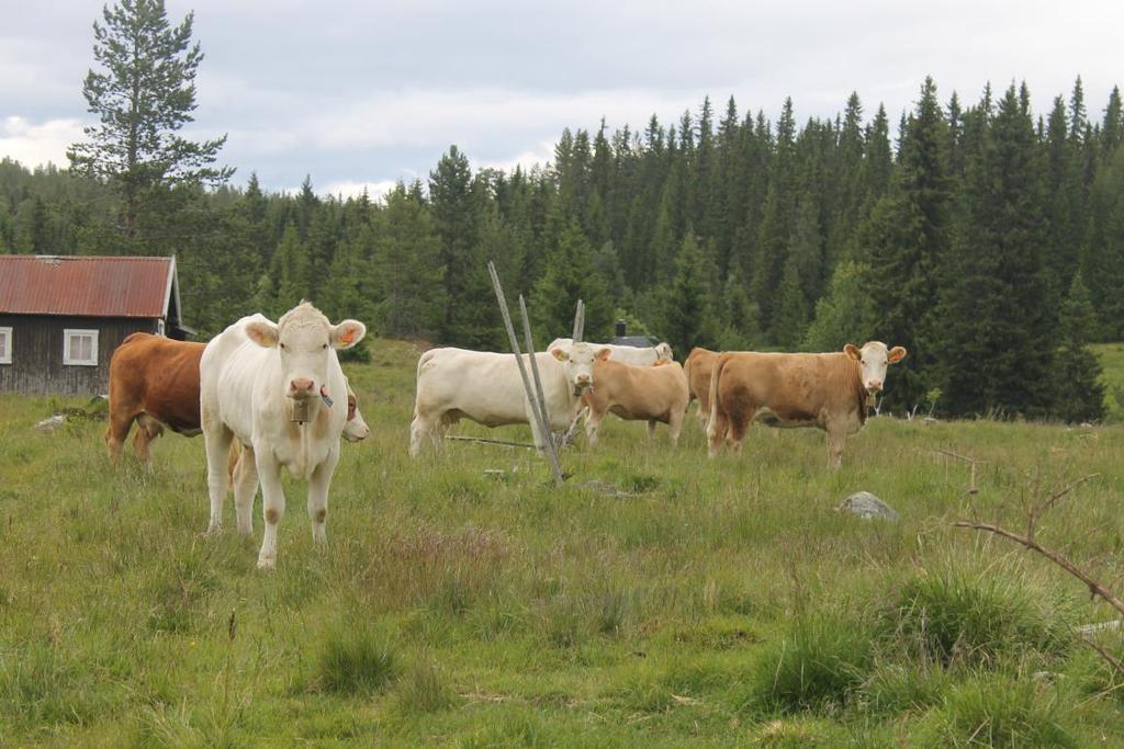 Bruk av lokale/ nasjonale ressurser FNs mål om større sjølforsyningsgrad Norge: Anslås 9 mrd.