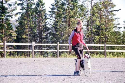 SPANSK VANNHUND FERRYLAND Irene og Jonny Donné irene@ferryland.no Hamreveien 65, 5229 KALANDSEIDET Tlf.: 55 12 66 99 ZOJOMA Jorunn Gjøen kennel.