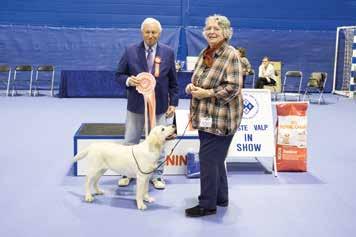 ROYAL CANIN SAS 2014. Med enerett. Vinnere av BSBKs eksteriørutstilling med lydighetsprøver og valpeshow Bergen/Bønes 24-25 septembet 2016 Se øvrige resultater på www.bsbk.