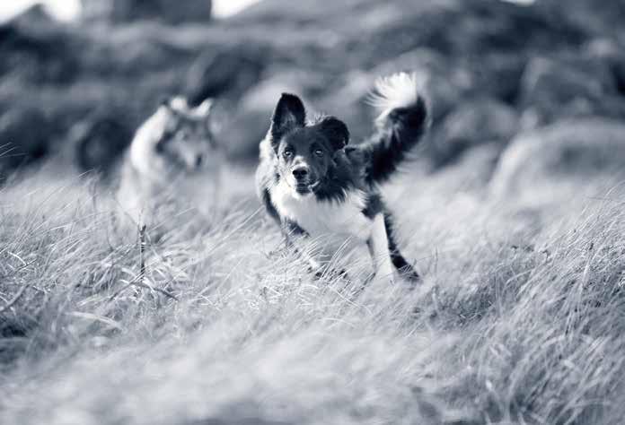 AVLSKLASSE LØRDAG: KENNEL FLATNEWS,