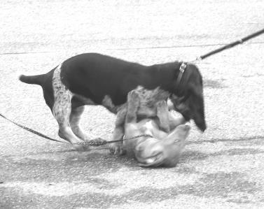 Dressurkurs våren 2004 Brukshundgruppen har nå avsluttet vårens to dressurkurs; valpekurs og grunnkurs. På begge kursene var antall påmeldte fulltallig.