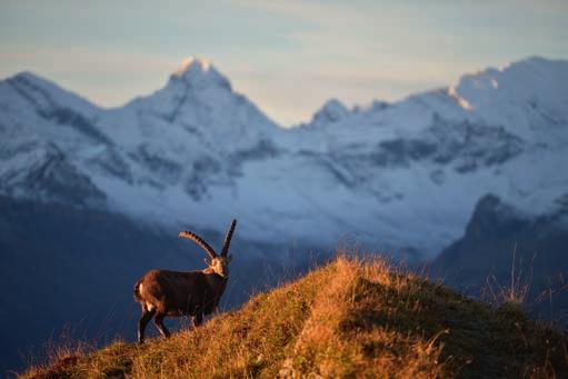 Utrolig lett supertele med høy bildekvalitet AF-S NIKKOR 400mm f/2.