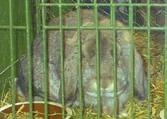 De tyske kaniner lå i en høyere prisklasse enn øvrige, men typemessig er de i flere raser i en annen klasse også.