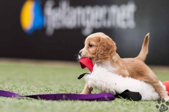 RETURADRESSE: BSBK Postboks 6 Sandsli, 5861 Bergen Fjellanger Hundesenter HUNDEPENSJONAT HUNDESKOLE