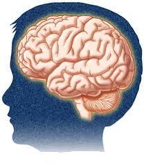Hjernen Menneskehjernen