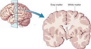 hjernebarken («grå substans»)