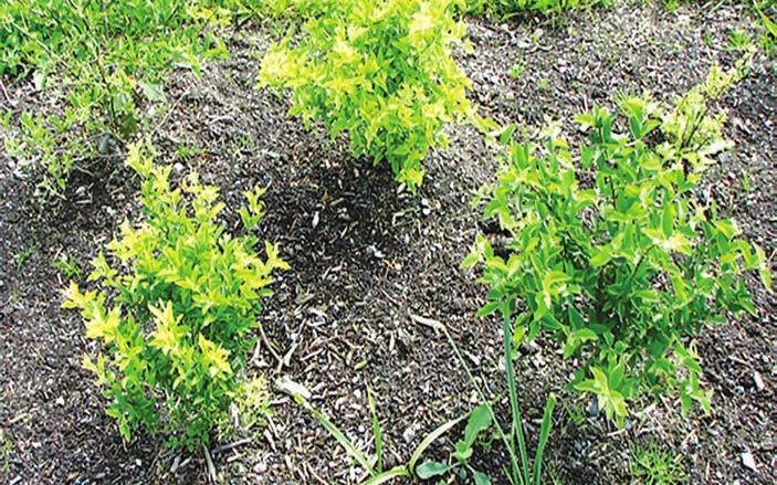 Figur 3. Misvekst i en buskplanting mangler/forgiftning ble avklart ved en kombinasjon av visuelle symptomer, jordanalyser og bladanalyser.