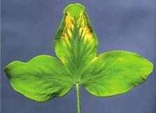 Fordi fosfor transporteres lett i planten, opptrer typiske mangelsymptomer først på de eldste bladene. Kalium Plantene har et aktivt opptak av kaliumioner (K + ), og det skjer raskt.