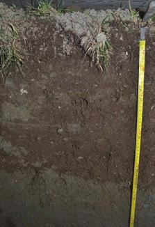 Ved feltundersøkelser på det nye gravfeltet på Havstein i november 2014 (Figur 2) ble det foretatt målinger av rotutvikling og vanninnhold og tatt ut jordprøver for vurdering av om blandingen var