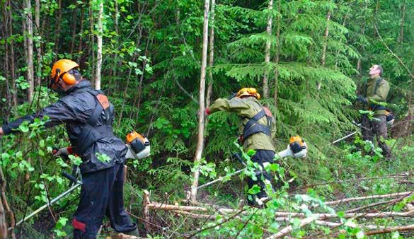 Oppsummering skogbehandling ved særlige utfordringer I noen områder er det særlige utfordringer knyttet til skogskjøtselen.