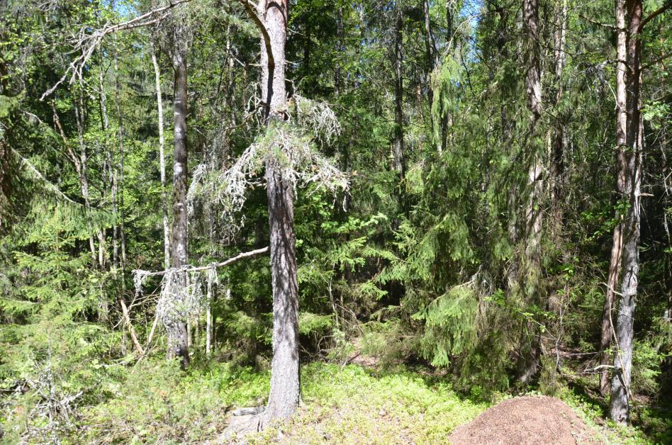 Natur- og geotekniske forhold Sweco AS har utarbeidet en geoteknisk vurdering og denne konkluderer med berg i dagen og dette er grunnforhold som er godt egnet for byggeområder for