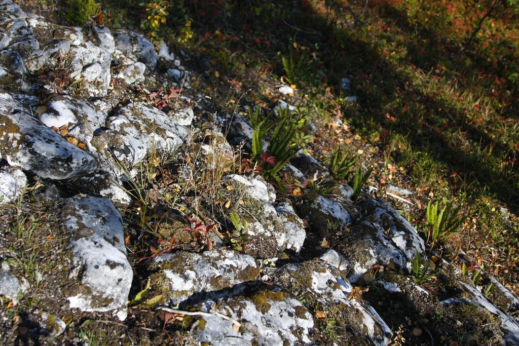 Bilder fra området Fiskosura Statskog