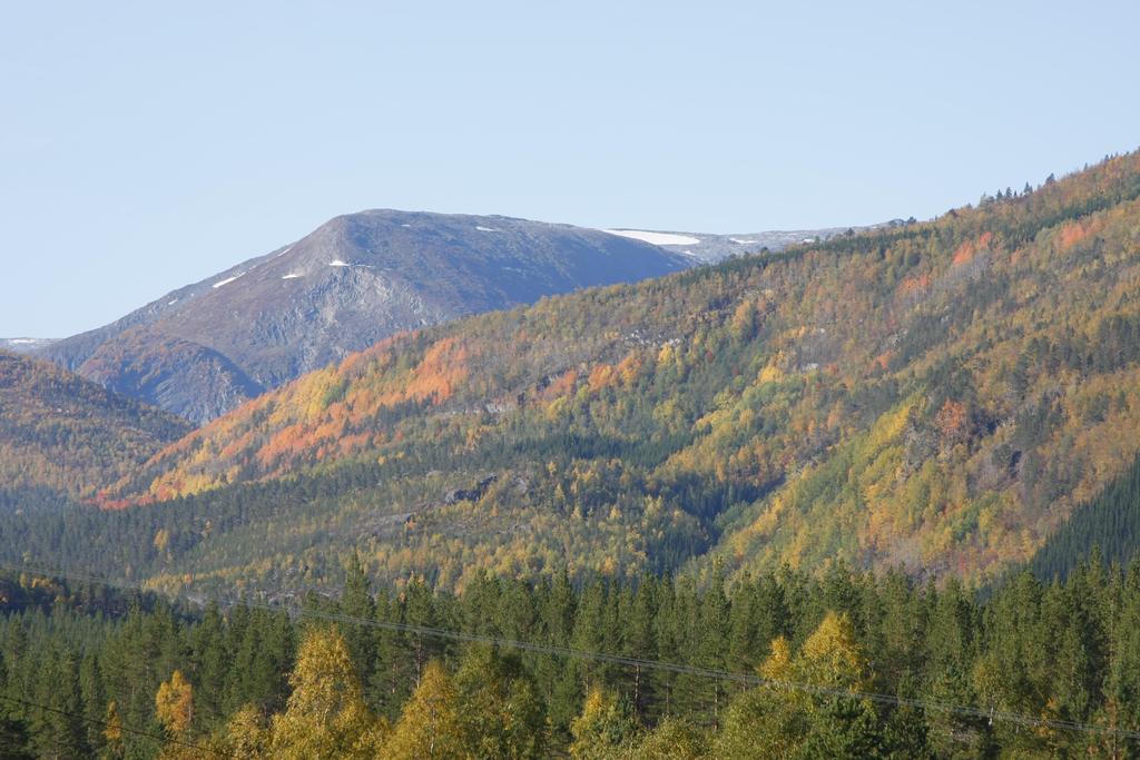 større felter i fjellbjørkeskogen.