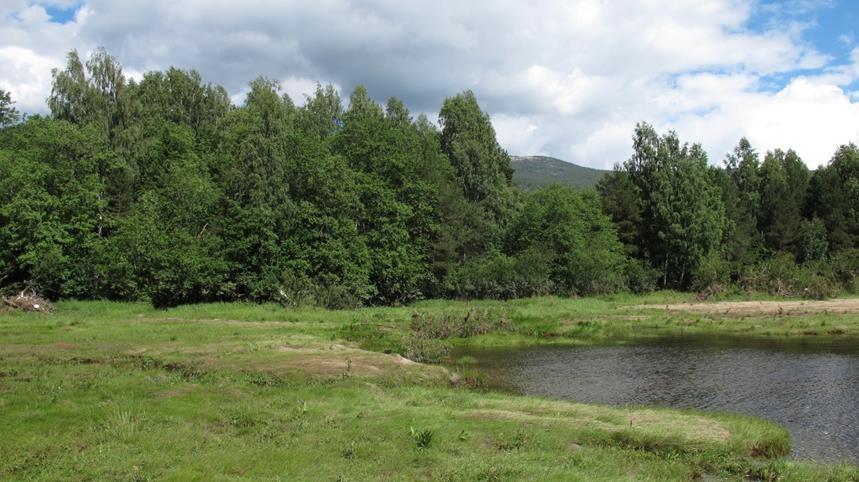 Figur 3-2. Gråor-heggeskog ved Elvemo. Skarp overgang mot utenforliggende elveør, naturtypelokalitet BN00013322. Figur 3-3. Feltsjiktet i gråorskogen er sparsomt utviklet, men relativt artsrikt.