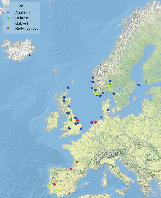 hekkebestand ble først etablert på Island på begynnelsen av 2000-tallet, og totalt er kun 1000 stk. ringmerket der.