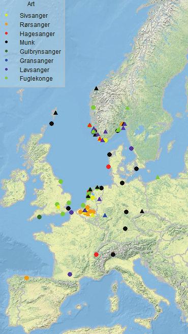 snitt 3-4 mm kortere vinge (Shirihai m.fl. 2001) enn munk fra nordlige populasjoner. Det ser vi gir utslag i gjennomsnittlig vingelengde, målt på Revtangen om høsten (Figur 9).