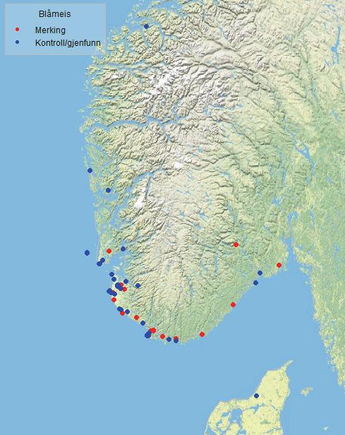 mot nord. Noen returnerer nok mot sør igjen i løpet av høsten, men mange ser ut til å spres ut i fjordene oppover Vestlandet for overvintring.