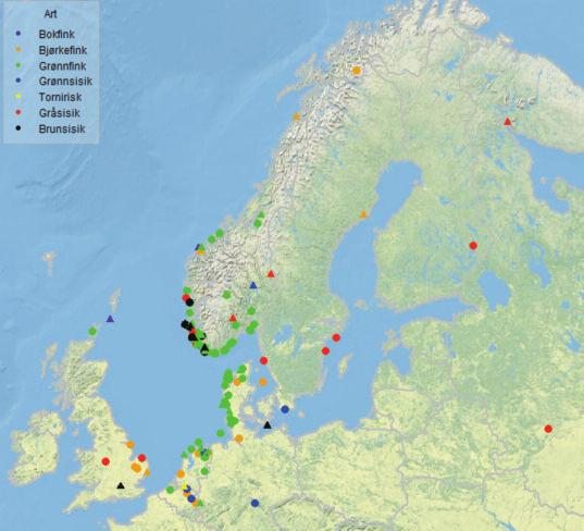 Antall grønnfink ringmerket 2008-2017 Gråsisiken er en slik art med svært uregelmessig forekomst, ringmerkingstallene har variert mellom 9 og 1 193. Andre finker som f.eks.