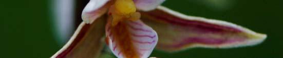 (Epipactis