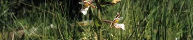 Marsh Helleborine