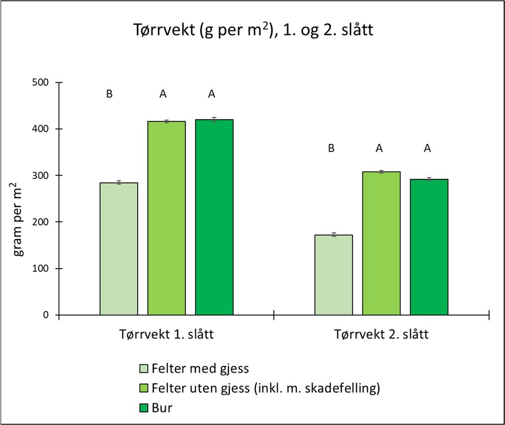 nedtramping av gresset under dårlige (fuktige) værforhold ved tidlig vekstfase for gresset (se senere) og/eller et høyere beitetrykk som gir dårligere vekst.