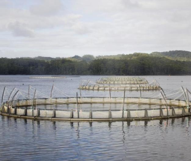 Fiskeoppdrett NYTEK-forskriften krever dugelighetsbevis knyttet til flytende oppdrettsanlegg Rømming av fisk er et betydelig problem Flytekrage, flåte, lekter, not og fortøying må være