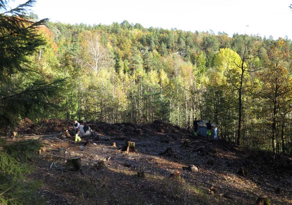 259 Figur 2.3.2.2: Høststemning på Hesthag C2 under utgravningens trinn 2. Figure 2.3.2.2: Autumn leaves at Hesthag C2 during excavation, facing east.