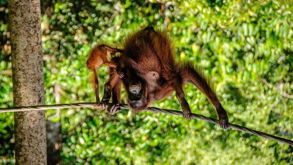 Borneos skjulte skatter Kom helt tett innpå Borneos fantastiske natur preget av tropisk jungel, eksotiske grotter og et spennende dyreliv.