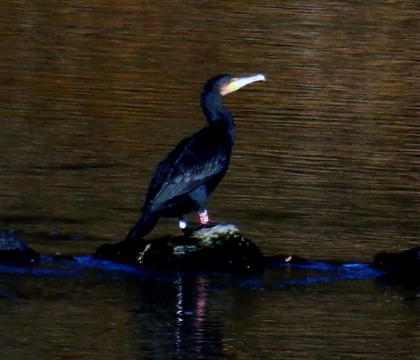 oktober ble det fotografert en ny ringmerket skarv ovenfor Brunlaug bru. enne hadde et rødt ringmerke nr. L1V. I følge ringmerkesentralen ble denne skarven merket i reir (som unge) den 18.