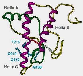 知因素cellular PrP, PrPc (