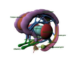 amygdala Broers en zussen Add-onGROUP studie Samenwerking