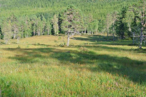 Karplanter, moser og lav I influensområdet er fjellvegetasjon (alpin røsslynghei (S1) i Fremstad 1997) og fattige til intermediære myrer de dominerende vegetasjonstypene.