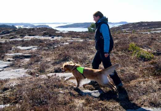 trenger til hunden din! Kvalitetsfór, fórskåler, senger, bur, bånd, seler, refleksvester, dekken, leker, godteri og godbitholdere, bøker, børster, shampo med mer.