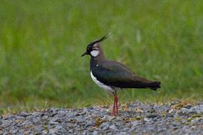 Vipe, Vanellus vanellus er en vadefugl, i lofamilien. Lengde: ca 30 cm.