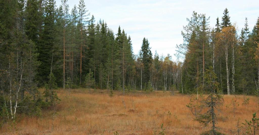 Figur 6. Bildet viser område for sperredam sør for Håsjøen. I tillegg vil det for alternativ 1 bygges en løsmasseterskel i nordenden av Nordre Håsjøen.