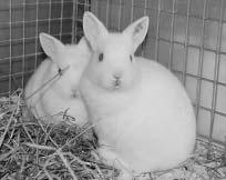 foto: Hedda Aurbakken tige. Andre grunner til at kaniner ikke klarer å gjøre seg rene kan være ryggproblemer, tannfeil og feil fôring, som f.eks.