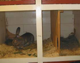 Tankene om en hobby med kaniner var der hele tiden og etter nærmere 30 års opphold ble den tatt opp igjen.