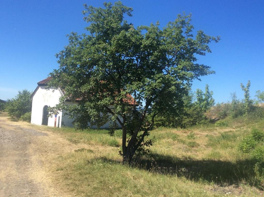 Figur 13: Stor rognasal nær stien ved lille krutthus. Foto: Anders Thylén.