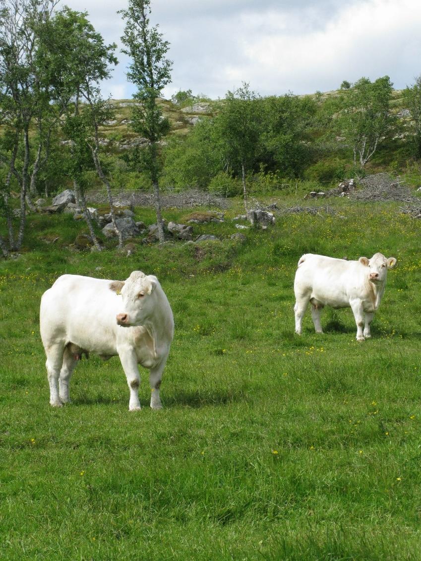 Charolais