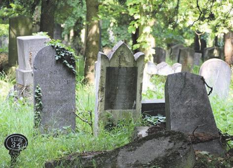 NIE (6) Der Friedhof ist auch ein Arbeitsplatz Besuchshinweise Es gibt mehrere Möglichkeiten, den Wiener Zentralfriedhof zu erkunden.