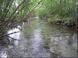 vegetasjon/trær og woody debris, variert strømningsbilde.vannføring Litlevatnet: 2.65 m 3 /s.