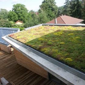 Grønne tak Lett grønt dekke legges på toppen av tett tak Fordrøyer